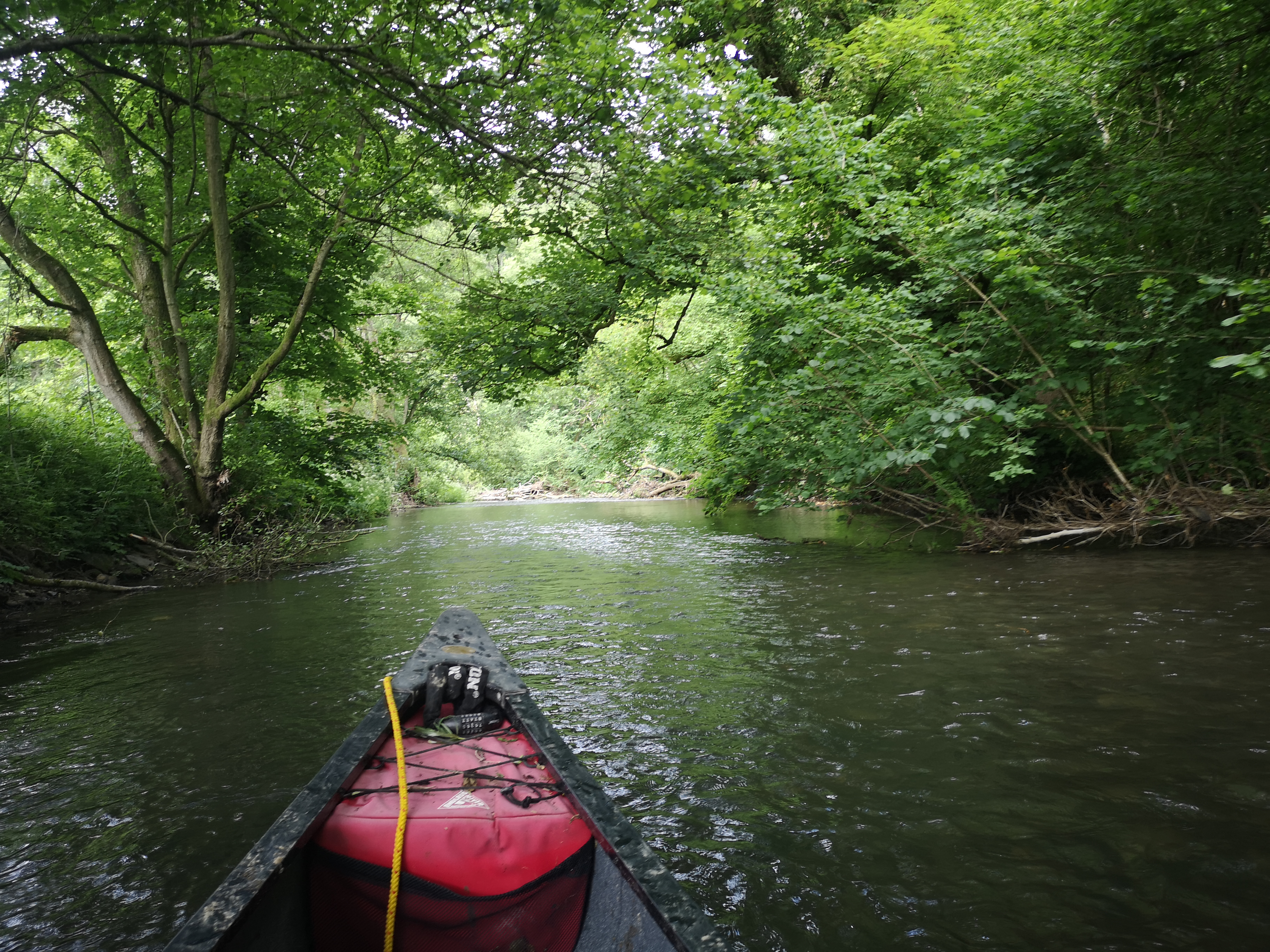 Canoe view paddling through lush green woodland river tunnel