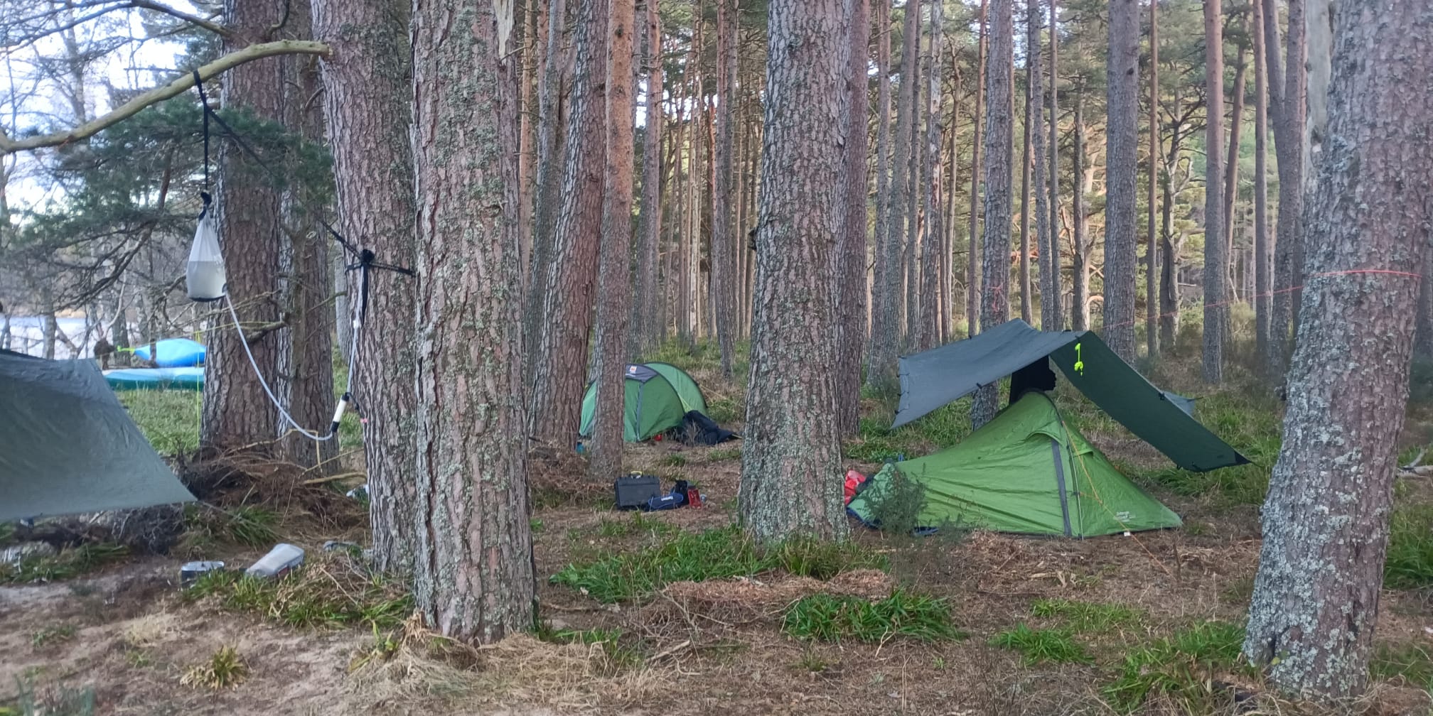 Wild camping setup with tents and hammocks among Scottish pine trees