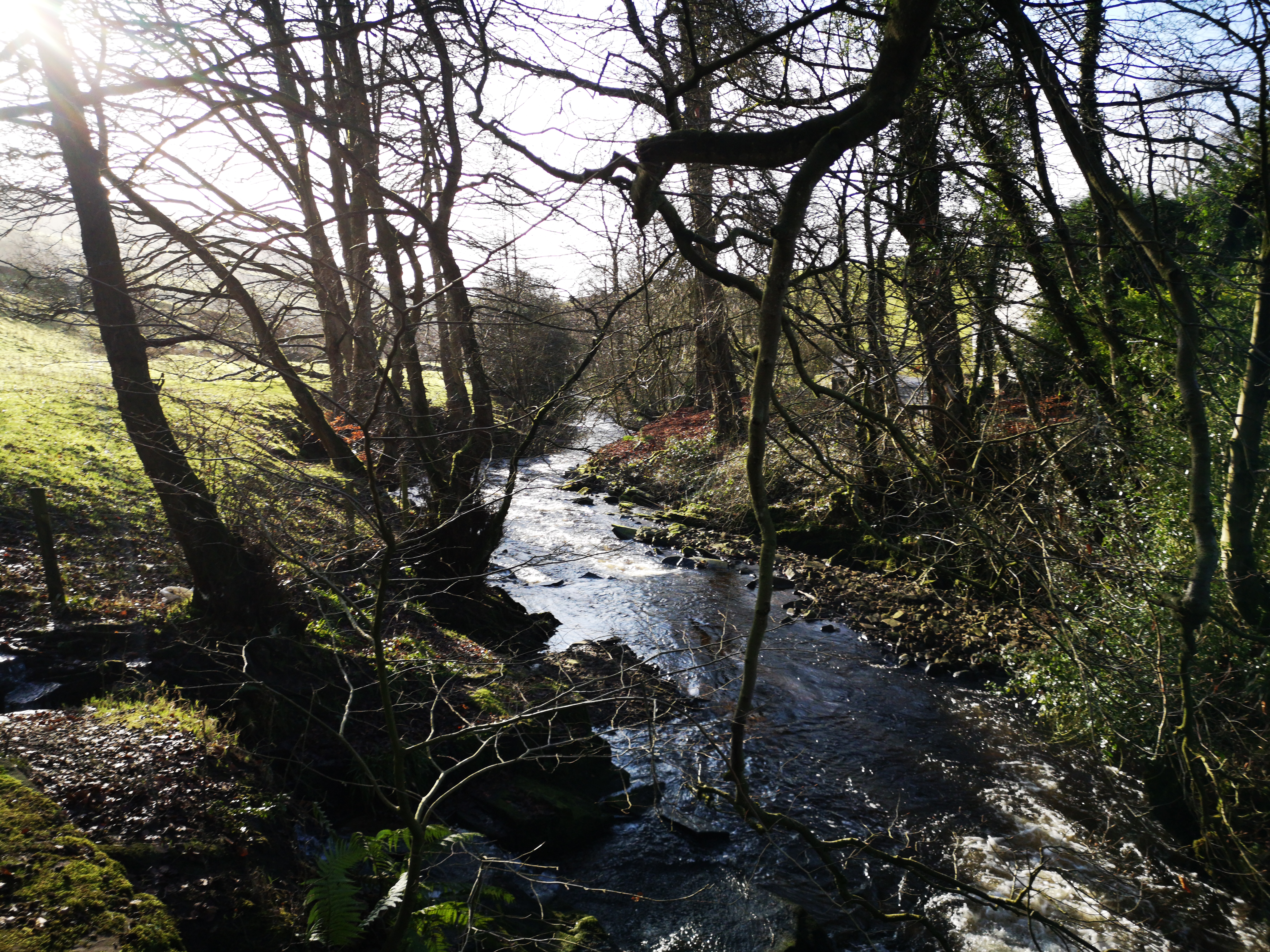 Sunlight filtering through trees onto flowing woodland stream