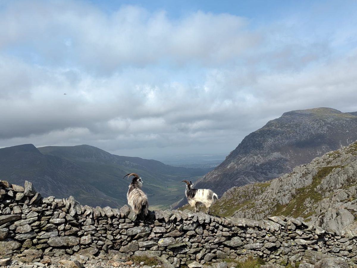 Two wild goats on a dry stone wall in the Welsh 3000s